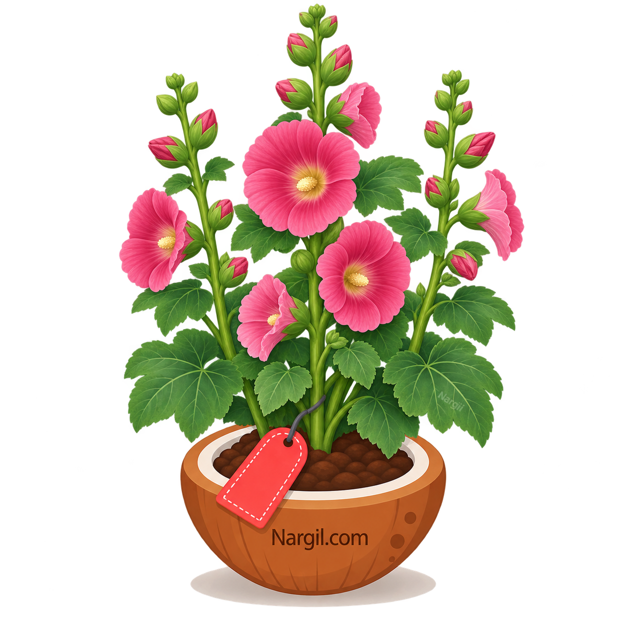 Nargil_Alcea Rosea